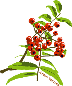 Rowan berries in bloom on a small branch with leaves
